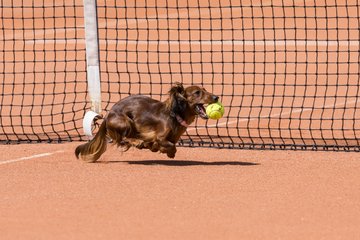 Bild 75 - RL TC an der Schirnau - SV Zehlendorfer Wespen : Ergebnis: 9:0